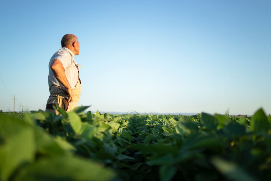 Gestor do agro em meio à plantação, observando o horizonte.