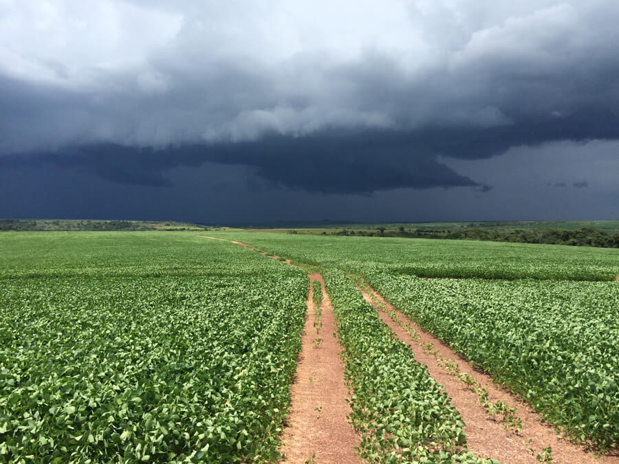 Vista de um campo de plantação, com o céu bastante nublado, ameaçando chuva, cenário ideal para avaliar colheita com alta umidade.